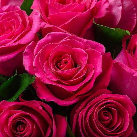 Bouquet Of Bright Pink Roses Stock Image Image Of Roses Packaging