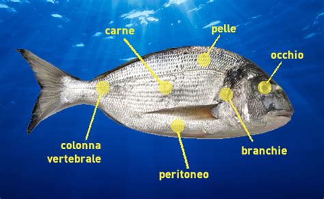 Luigi giorgetti, più conosciuto come il negus, pescatore del lago di varese spiega come si sfiletta il pesce. Tutti i trucchi per riconoscere il pesce fresco | Altroconsumo