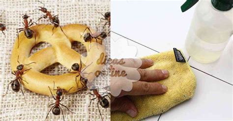 Como Acabar Com As Formigas Chatas Da Sua Casa 8 Dicas Que Funcionam