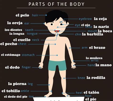 Partes Del Cuerpo En Inglés Aprendo En Inglés