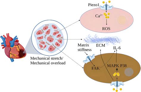 Frontiers Piezo1 Channels As Force Sensors In Mechanical Force