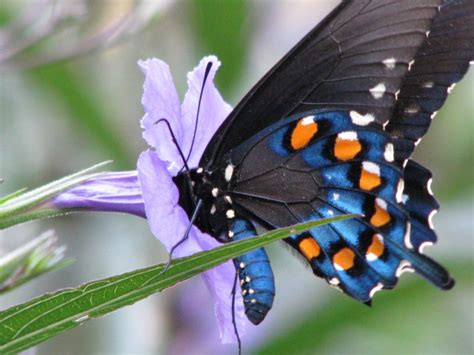 Underground tunnel hosting a pipeline. Pipevine Swallowtail