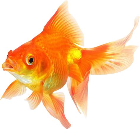 Goldfish Png Image Background Png Arts