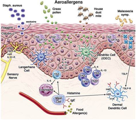 Cellular And Molecular Immunologic Mechanisms In Patients With Atopic