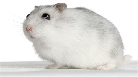 We Deals In Russian Hamster As An Exotic Pets In Kanpur Lucknow