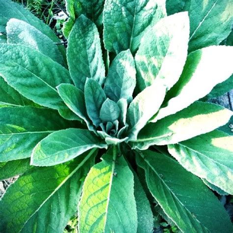 Zoologists have shattered the belief that sheep and deer are exclusively vegetarian. Wild lambs-ear | Plants, Garden