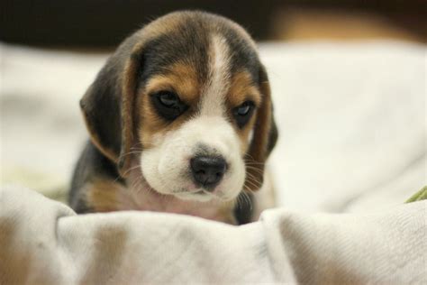 Pin On Beagle Love