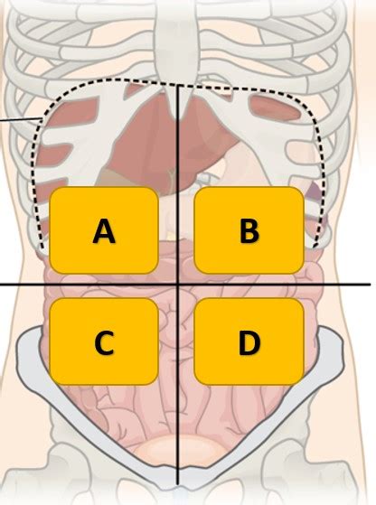 Anatomical Quadrants Four Abdominal Quadrants And Nine Abdominal