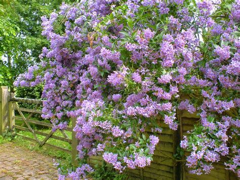 My sweet potato vine is my cheapest and fastest growing plant. life between the flowers : Climbing potato vine Solanum ...
