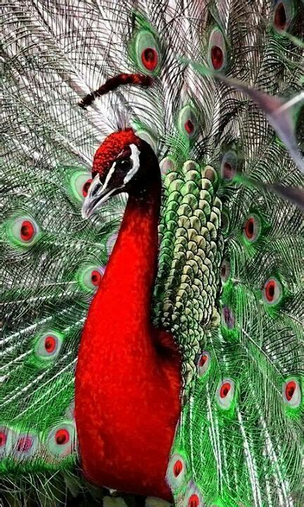 462 Best Pretty Peacock Images On Pinterest Peacocks Exotic Birds