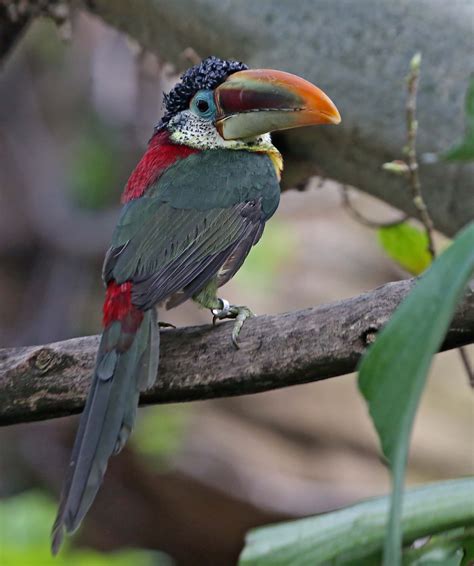 Pictures And Information On Curl Crested Aracari