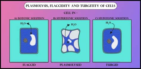 Plant cells are plasmolyzed in a solution which is class ...