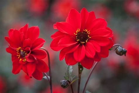 It can be found in shades of purple or burgundy. How to overwinter dahlias in the UK - Which? Gardening ...
