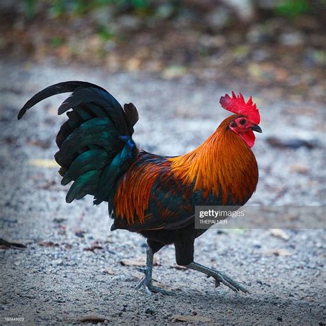 Rooster Walking Aroun Key West High-Res Stock Photo - Getty Images