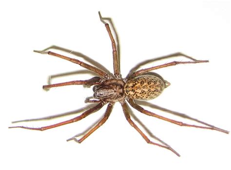 10 Most Dangerous Spiders In The World Planet Deadly