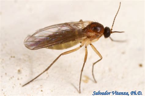 Diptera Sciaridae Dark Winged Fungus Gnats Female C Urban Programs