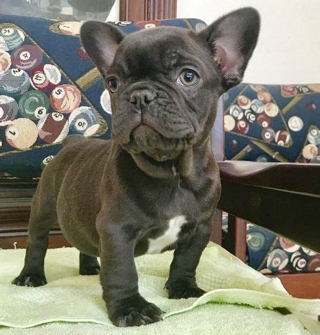 The major breeds of bulldogs are english bulldog, american bulldog, and french bulldog. French Bulldog Puppies For Sale | Saginaw, MI #292742