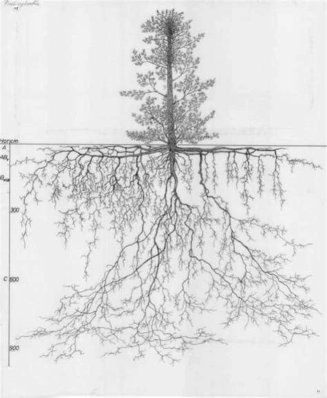 1180 Intricate Drawings Of Root Systems From Wageningen University