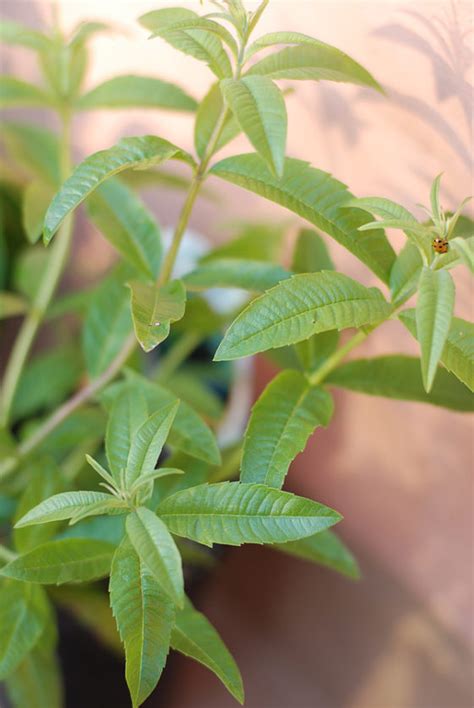 How To Plant Grow And Harvest Lemon Verbena Harvest To Table