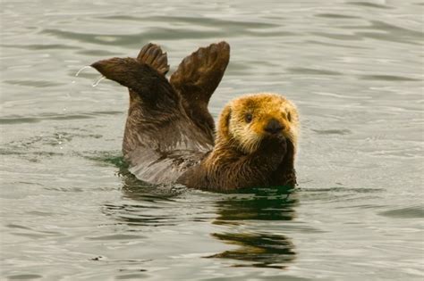 Why Are Sea Otters Endangered Enhydra Lutris Sea Otter Facts