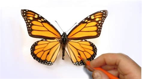 How to Illustrate a Realistic Butterfly That Will Flutter ... Polish your personal project or design with these butterfly drawing transparent png images, make it even more personalized and more attractive.