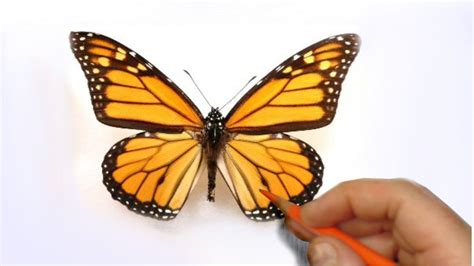 Drawing of paints and pencil. How to Illustrate a Realistic Butterfly That Will Flutter ...