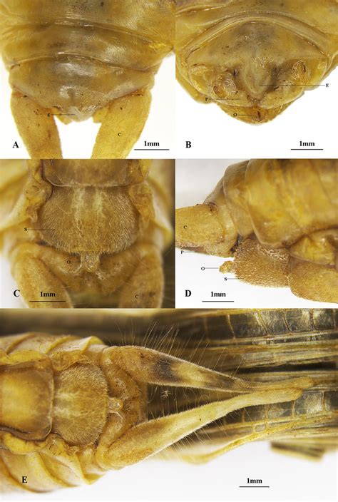 Female Schizodactylus Jimo Sp Nov A Epiproct B Apex Of Abdomen In