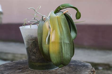 Como reviver uma orquídea moribunda com chalotas e aloe vera Receitase Dicasde Casa