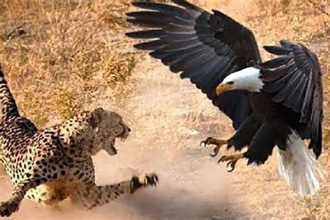 Pin on Animales