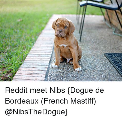 25 Best Memes About Dogue Dogue Memes