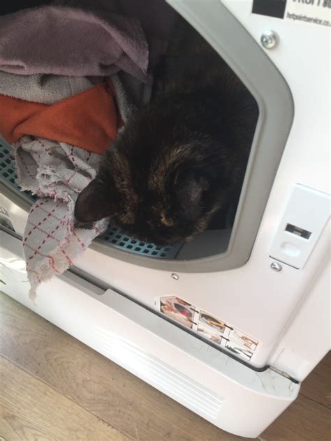 Cat In The Dryer Warning Hubpages