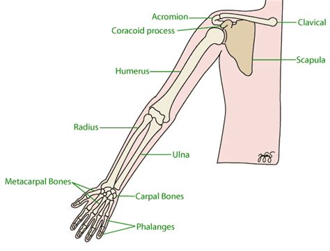 Diagram Of Shoulder And Arm 1 Human Science Human Body Arm Anchor