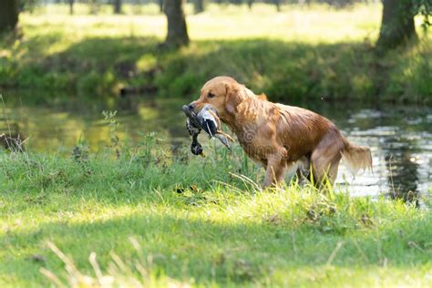 A Yellow Golden Retriever Fetching A Duck For His Owner The Hunter