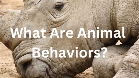 What Are Animal Behaviors Youtube