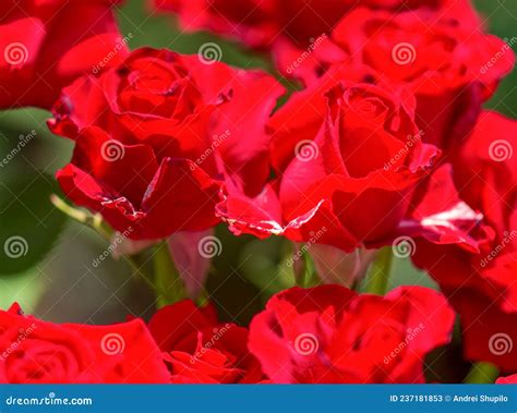 Beautiful Red Rose In The Park Stock Image Image Of Petals Plant