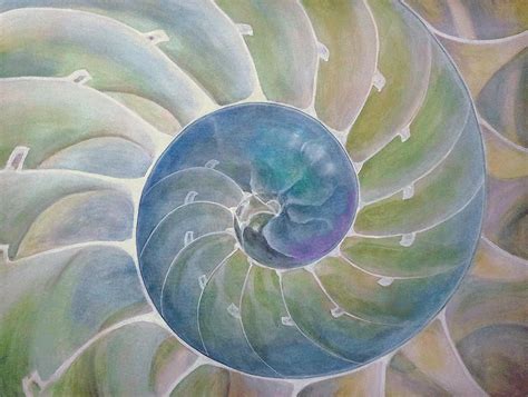 Painting Large Shells Chambered Nautilus Painting Chambered