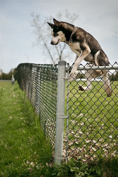 11 Best Invisible Dog Fences In 2020 Wireless And Electric