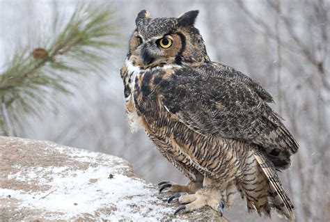 Great Horned Owl Hd Wallpaper Background Image