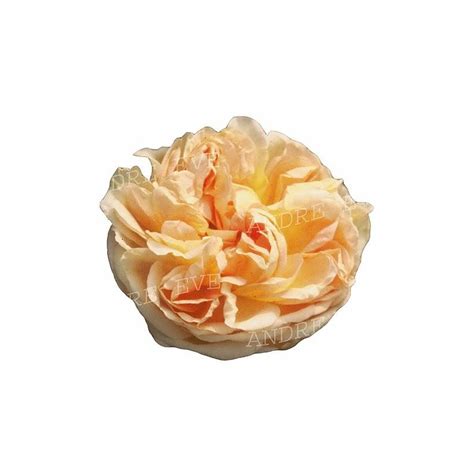 Check spelling or type a new query. Rosier Buisson Soleil d'Or - Achat Rosier Jaune Foncé