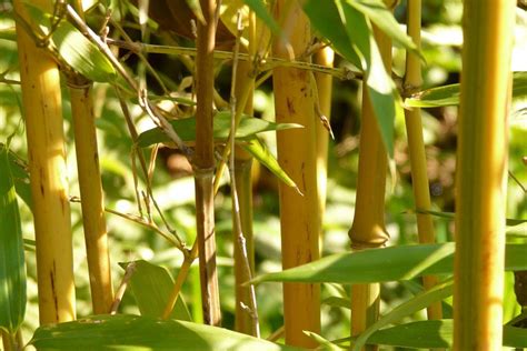 What Bamboo Species Grow The Fastest Bamboo Plants Hq