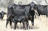Government Cattle Loans Pictures