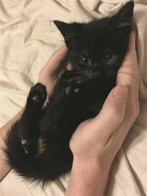 Tiny Black Kitty In 2020 Cute Cats Kittens Cutest Cute Baby Animals
