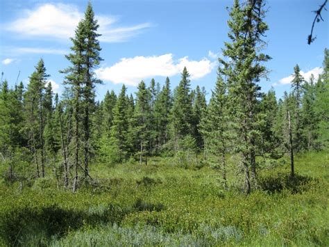 Black Spruce Bog Natural Landmarks Boreal Forest Forest