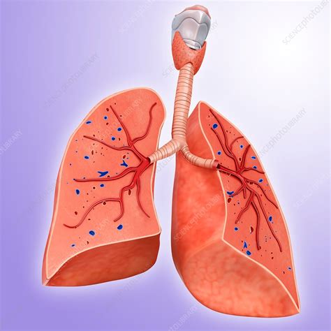 Human Lungs Cross Section Illustration Stock Image F0181076