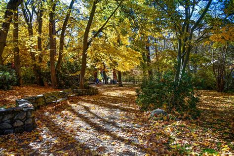 Fall In Lithia Park Ashland Or Trail With Fallen Leaves Stock Image