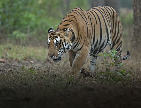 Kanha National Park And Tiger Reserve Madhya Pradesh India