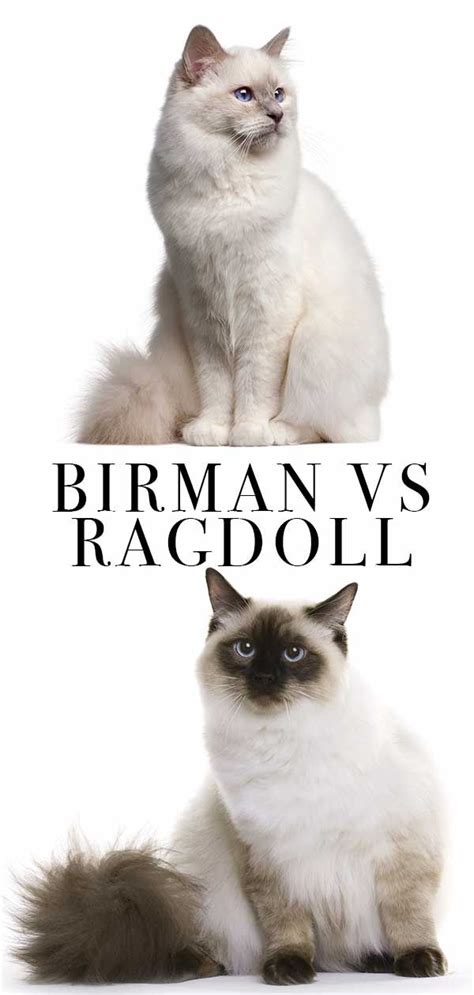 Birman Vs Ragdoll How To Choose Between Them Ragdoll Cat Birman