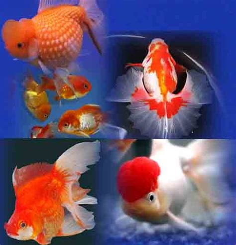 Maybe you would like to learn more about one of these? Ikan Mas Koki - SasangPs