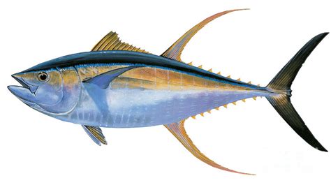 Yellowfin Tuna Painting By Carey Chen