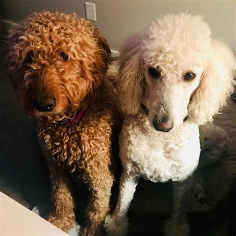 Minnesota goldendoodles, golden doodles, f1b. F1B Goldendoodle Puppies | Female, Male Goldendoodle Puppy ...